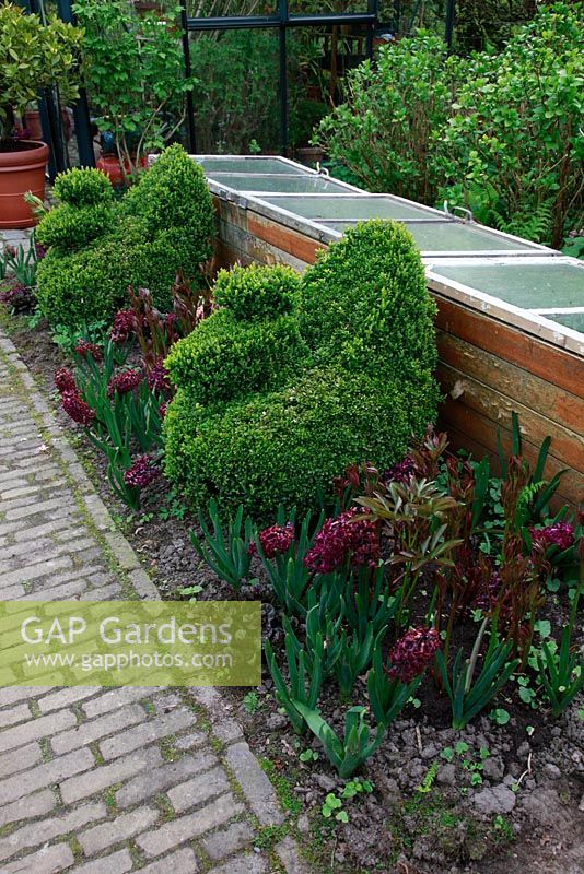 A pair of buxus shaped peacocks with purple and pink Hyacinths in border next to coldframes - Spring Kitchen garden in Holland 
