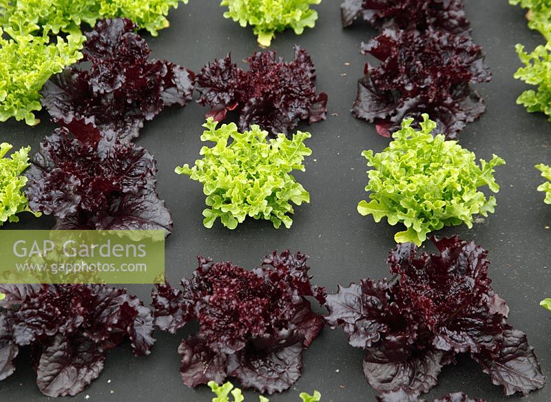 Lettuce growing thro... stock photo by Dave Bevan, Image: 0189087