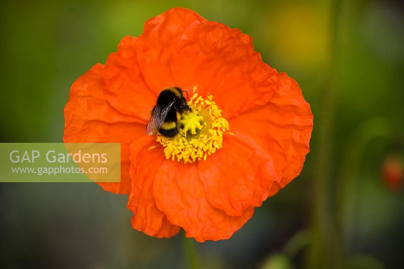 Papaver - Poppy with bee