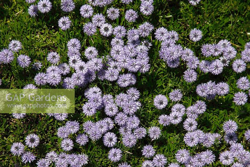 Globularia cordifolia - Globe Daisy