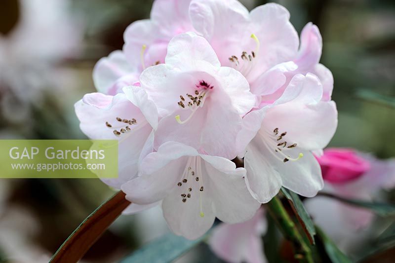 Rhododendron fulvum 