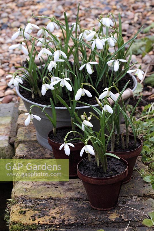 Galanthus nivalis - Snowdrops in metal containers