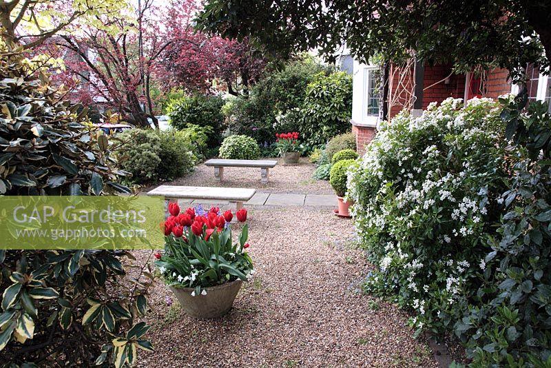Urban front garden with stone benches, central stone and brick path, Tulipa and Violas in stone pots, Choisya ternata, Camellia and Buxus
