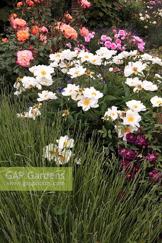 Paeonia 'Krinkled White' with Rosa and Lavandula in June - Sexby Garden Peckham Rye Park London