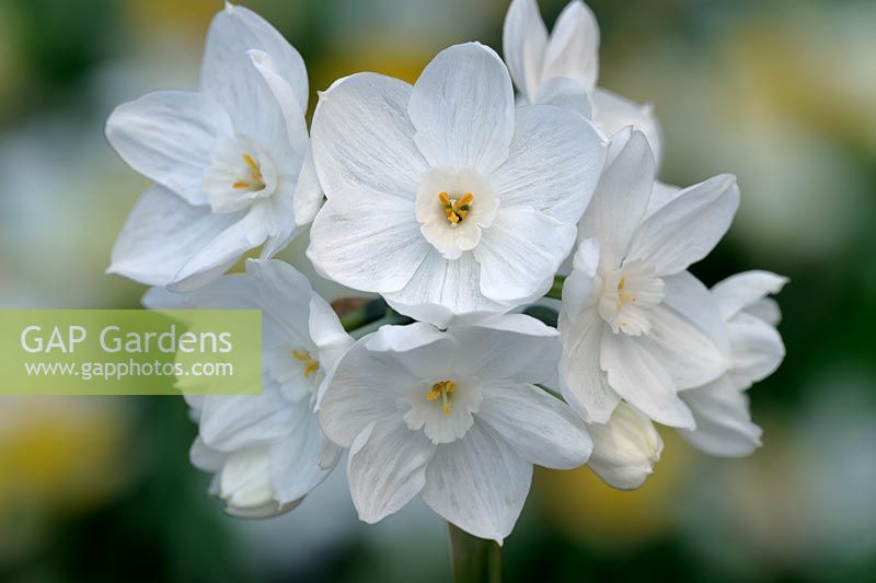 Narcissus grandiflora - paperwhite