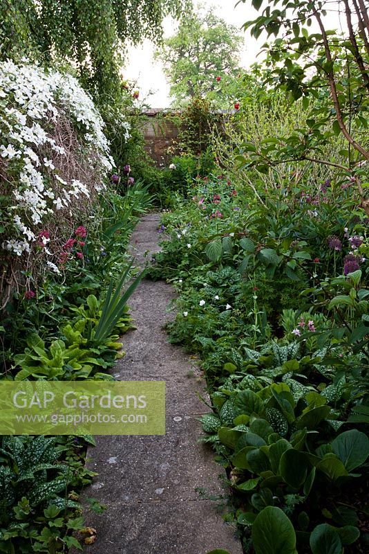 Path leading through early summer border in walled garden - Old Buckhurst, Kent 