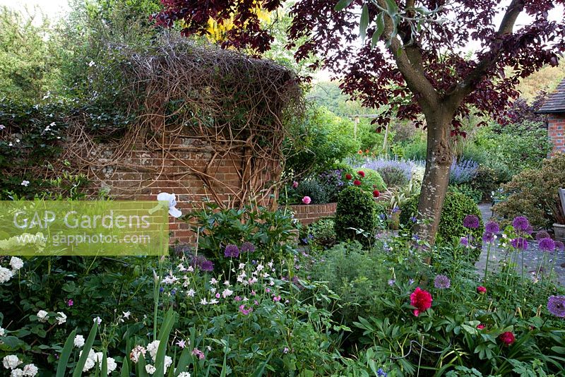 Summer border in walled garden including Alliums, Iris and Papaver - Old Buckhurst, Kent