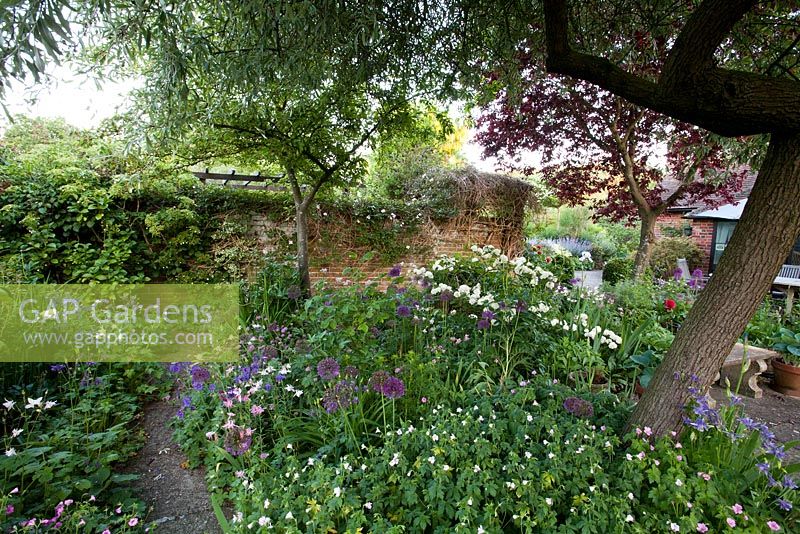 Summer border in walled garden including Alliums, Iris, Papaver and Geraniums - Old Buckhurst, Kent