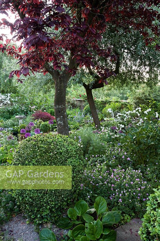 Summer borders in walled garden including Alliums, Iris, Papaver and Geraniums - Old Buckhurst, Kent