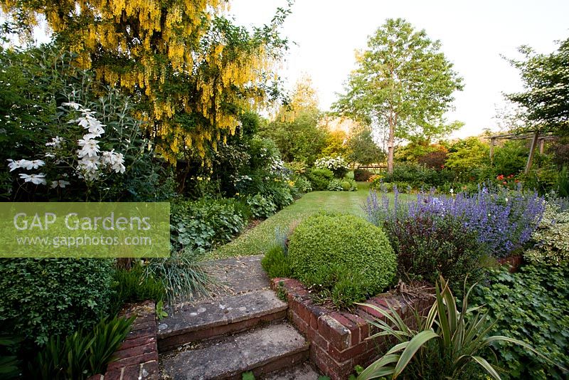 Raised lawn with overhanging Laburnum and mixed borders - Old Buckhurst, Kent