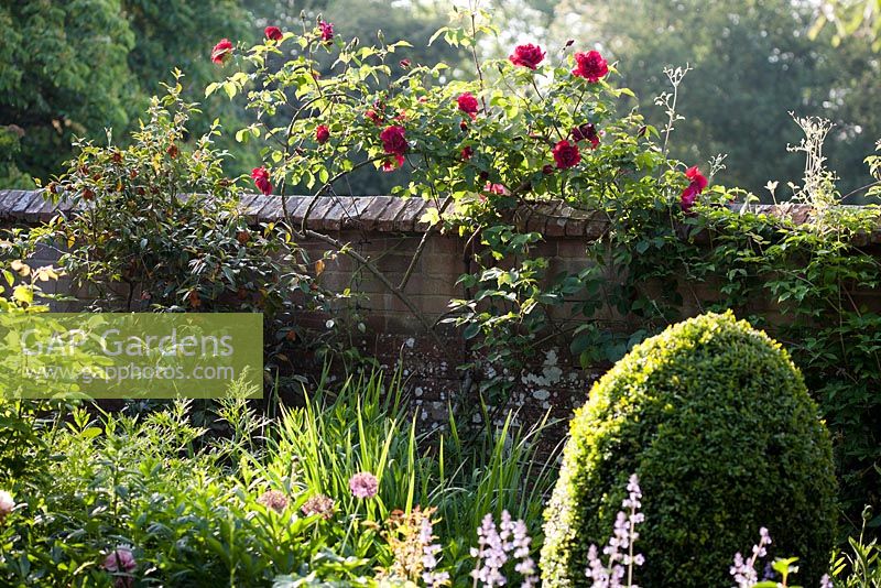 Rosa in walled garden - Old Buckhurst, Kent