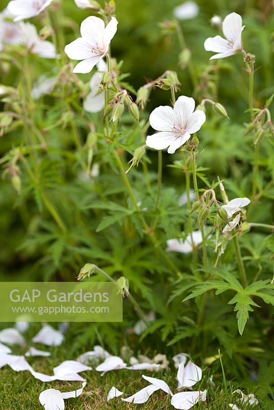 Geranium clarkei 'Kashmir White' - Old Buckhurst, Kent