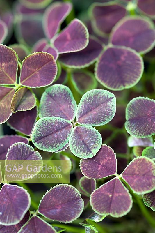 Oxalis - Four leaved clover