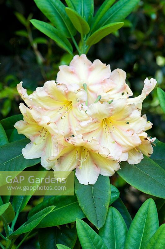 Rhododendron 'Fred Wynniatt'
