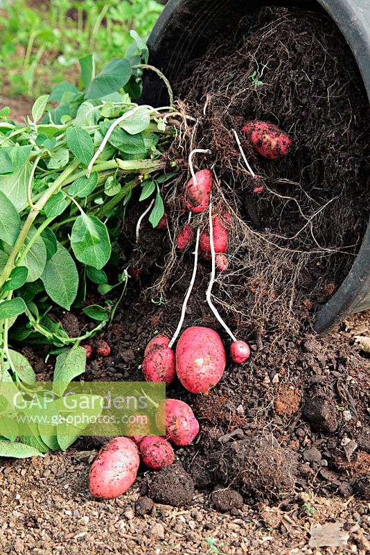 Potatoes 'Red Duke of York', grown in a plastic container