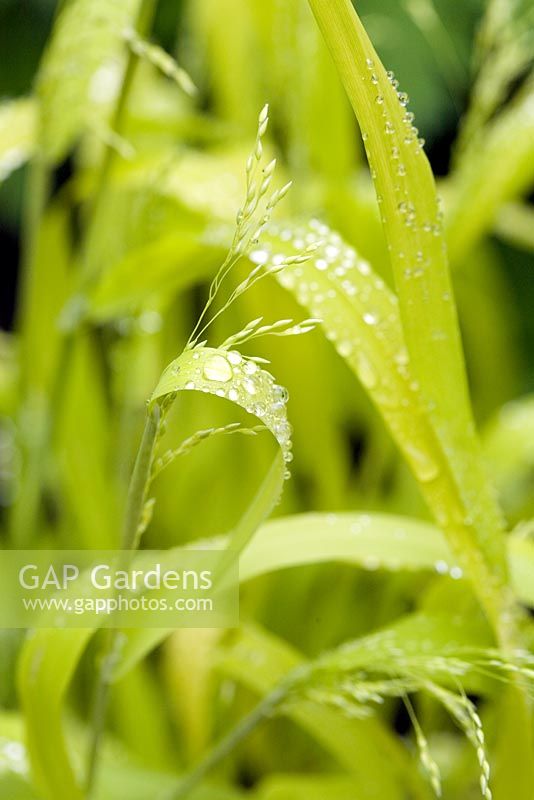 Milium effusum 'Aureum' - Bowles' Golden grass