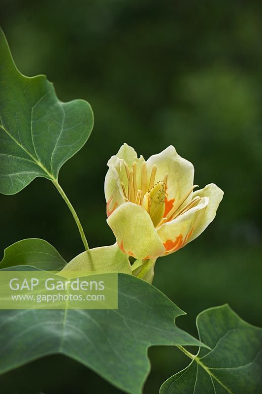 Liriodendron tulipifera - Tulip tree