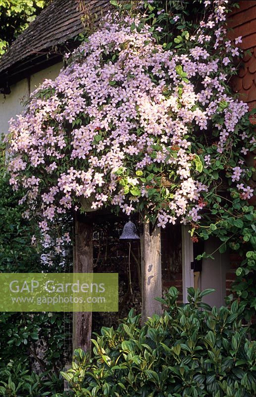 Clematis montana growing over porch