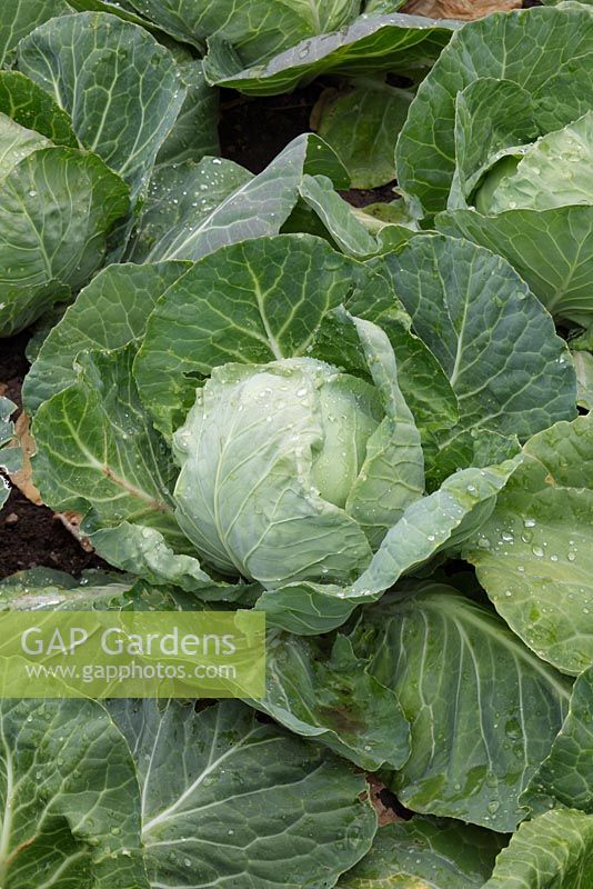 Brassica - Cabbage 'Derby Day' - early ballhead summer cabbage. This variety has good resistance against bolting. 