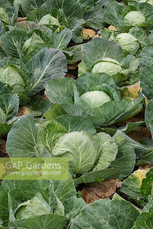 Brassica 'Derby Day' - Early ballhead summer cabbage which has good resistance against bolting
