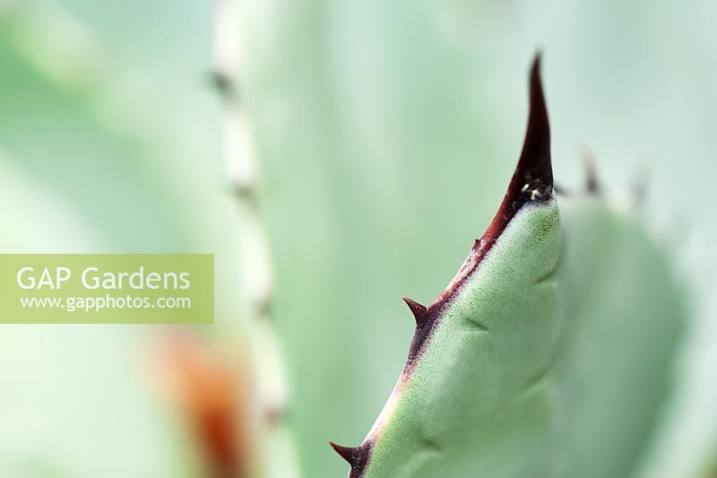 Agave parryi - Parry's Agave 