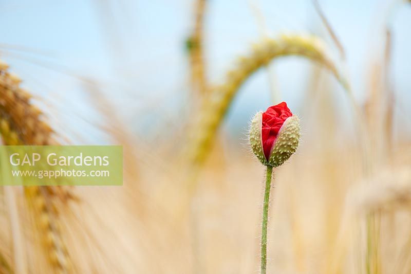 Papaver rhoeas - Field Poppy opening in a Barley field