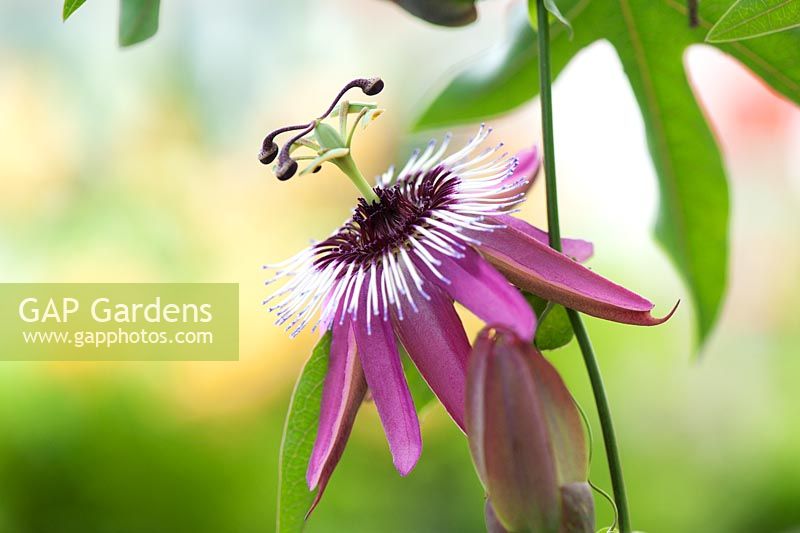 Passiflora violacea - Violet passion flower