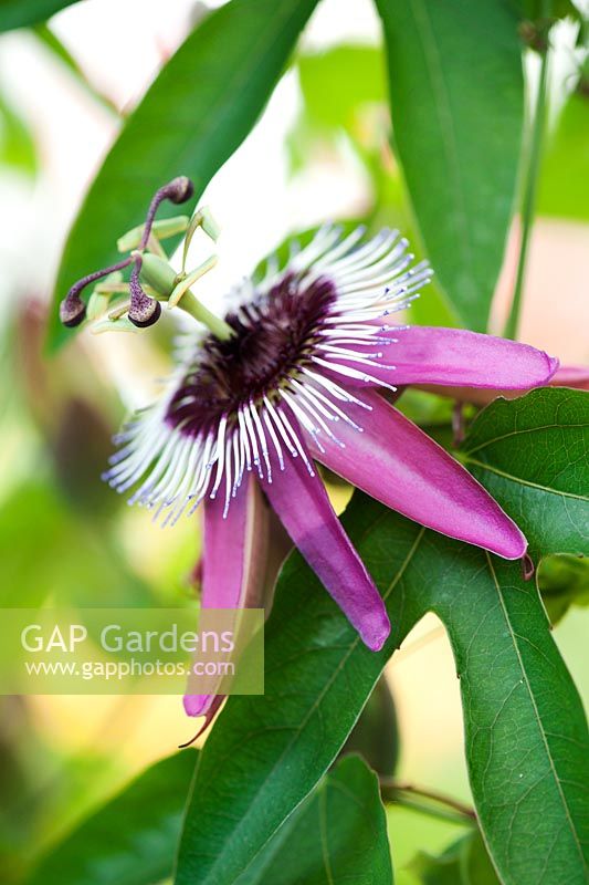 Passiflora violacea - Violet passion flower