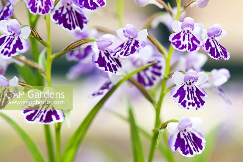 Ponerorchis graminifolia - Japanese Terrestrial orchid