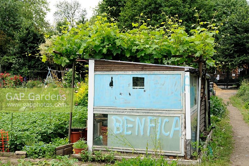 'Benfica', an Italian football club name, written on the side of an allotment shed - Fulham Palace Allotments, London