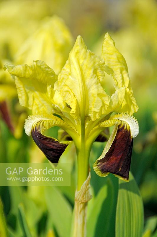 Iris pseudo-pumila, sometimes spelt pseudopumila - Dwarf bearded iris 