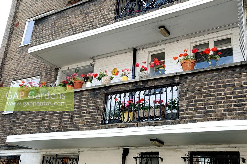 Red Pelargonium in assorted pots on Council flat balcony, Hackney, London, UK