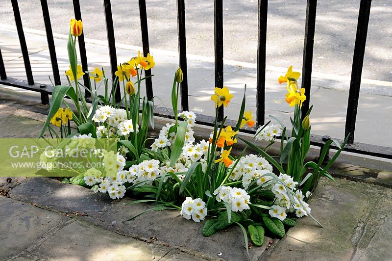 Primula  - Primrose with Narcissus - Daffodils growing behind railing is a City of London churchyard, England, UK
