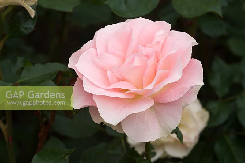 Rosa 'Johny's Rose', syn 'Cansit'