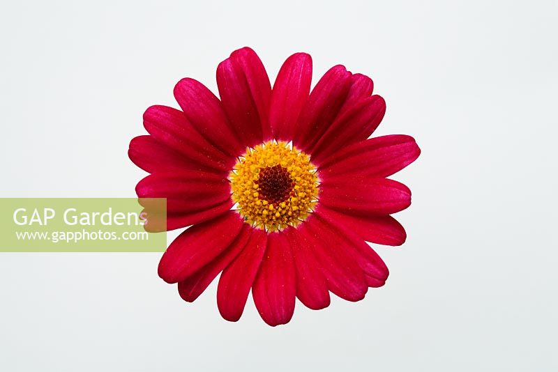 Argyranthemum - Marguerite daisy