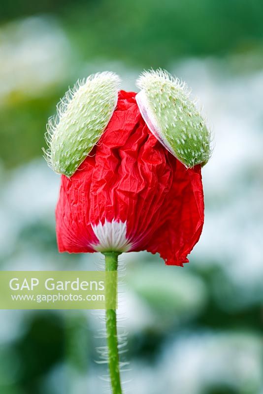 Papaver rhoeas - Poppy