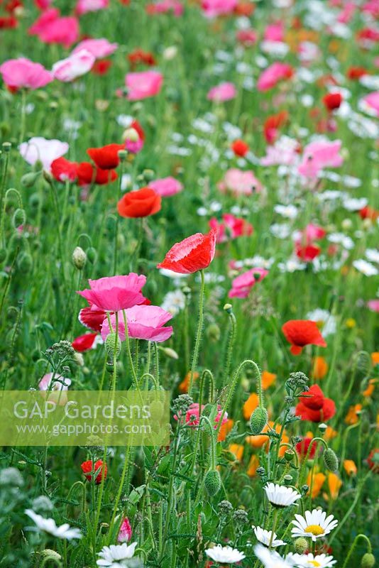 Papaver rhoeas - Wildflower meadow 