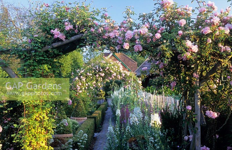 Wooden pergola with Rosa 'Albertine', 'Debutant' and 'Bonica', cobble pathway, boxwood hedges and white rosebay willowherb