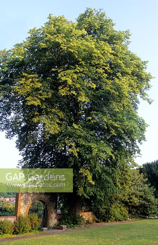 Tilia cordata - Lime tree in Preston Park, Brighton