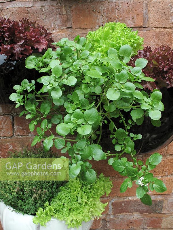 Nasturtium officinale 'Aqua' - Watercress growing in glazed wall pot with red and green leaved Lettuce and Thymus vulgaris - Common Thyme                             