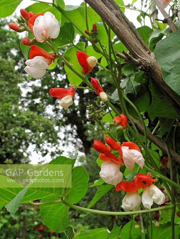Phaseolus coccineus - Runner bean 'St.George' growing up a rustic wigwam. Heavy cropping, new variety.                        