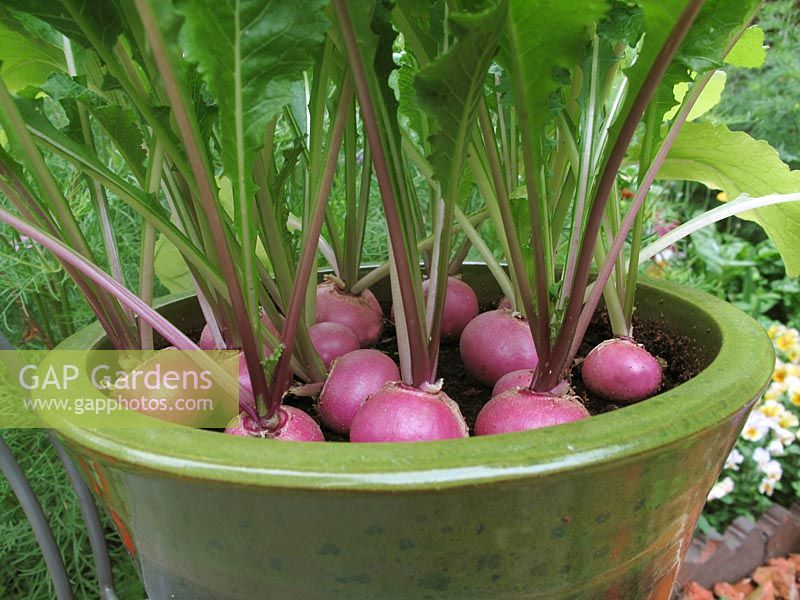 Turnips in six weeks Step 3. Turnip 'Primera' growing in a green glazed pot and ready to harvest                               