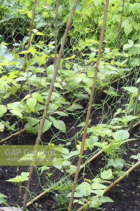 Phaseolus - Runner beans with plant supports in June 