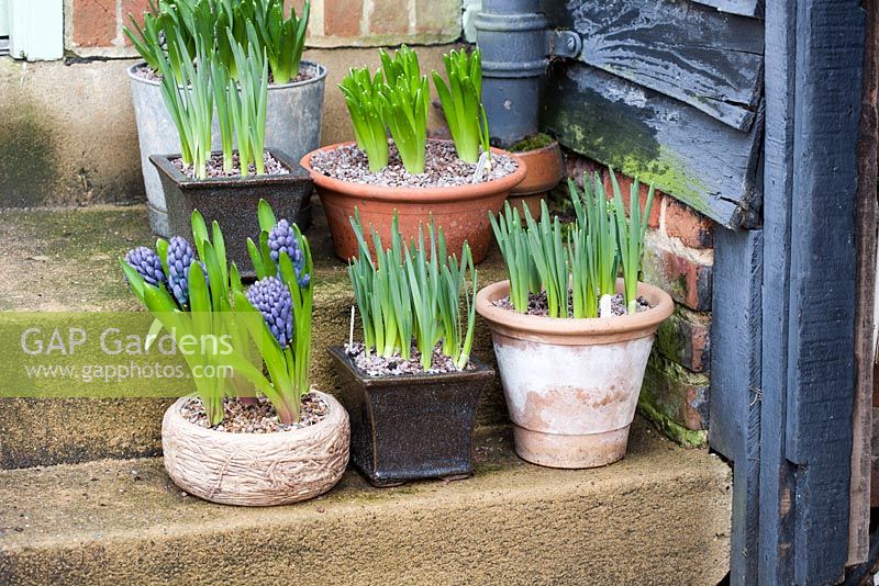 Collection of plant containers in early spring on farmhouse steps at Sandhill Farm House, Sussex