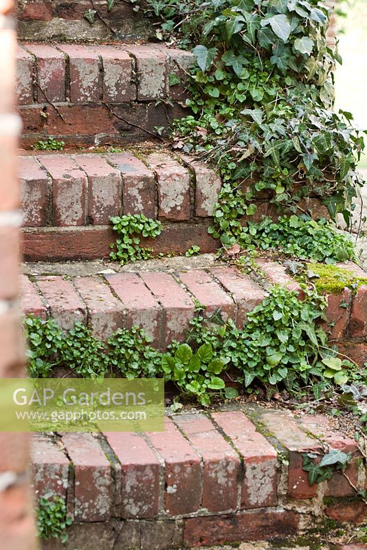 Brick steps clad in Hedera - Ivy at Sandhill Farm House, Sussex