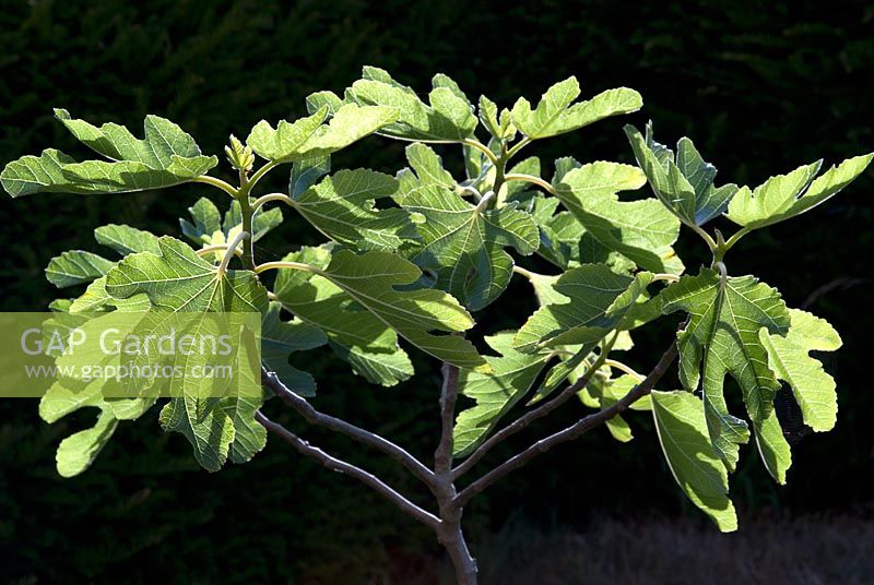 Ficus carica - Fig Tree 