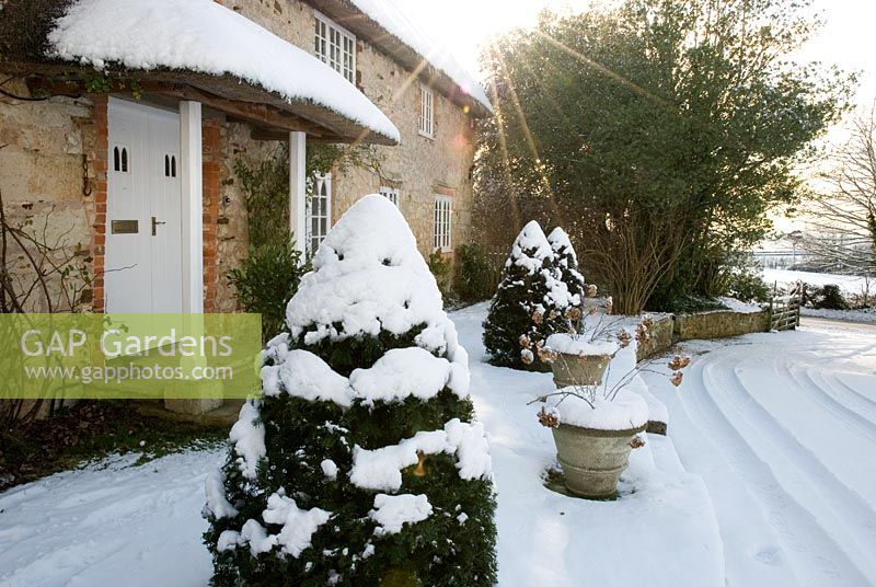 House front door with trimmed Taxus baccata - Yew under snow