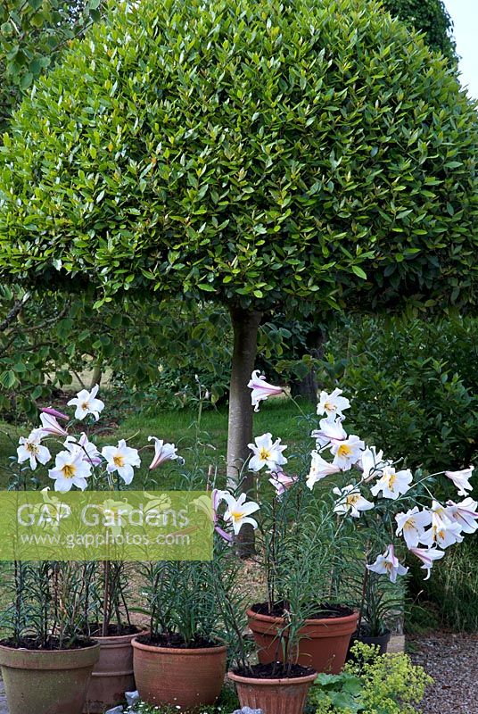Lilium regale in pots under clipped Laurus nobilis - Bay Tree