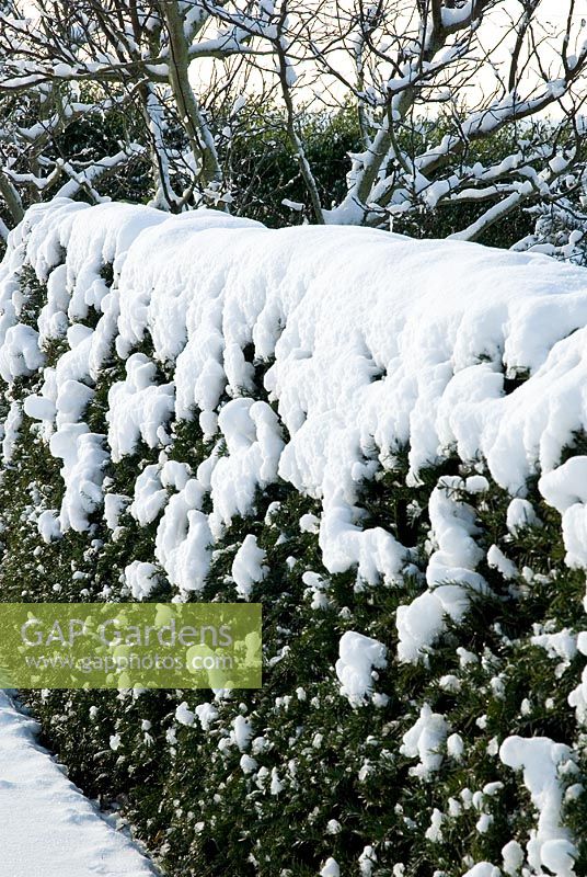 Taxus baccata - Yew hedge, under snow