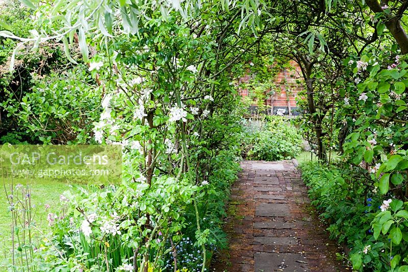 Trained Malus sp. archway with pathway underneath. Chauffeurs Flat, Surrey